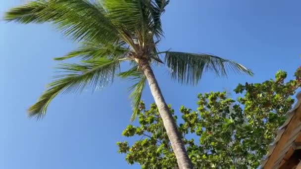 Тропический Рай Захваченный Пальмами Чистое Голубое Небо Солнечный Свет Проглядывают — стоковое видео