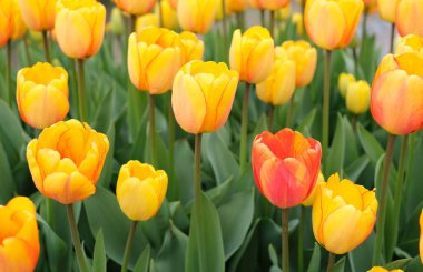 Çiçek açmış parlak sarı lalelerden oluşan bir demet yakın çekim.