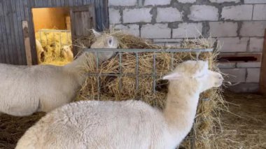 Kırsal bir ahırda saman yiyen iki alpaka. Çiftlik hayvanı ya da tarımsal kavramlar için mükemmel. Yüksek kalite 4K görüntü.