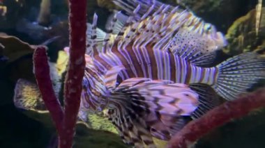 Mor kuyruklu bir balık akvaryumda yüzüyor. Balık mercan ve kayalarla çevrili..