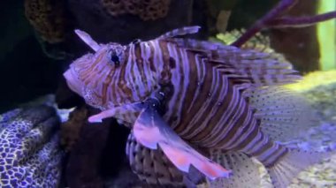 Mor kuyruklu bir balık akvaryumda yüzüyor. Balık mercan ve kayalarla çevrili..