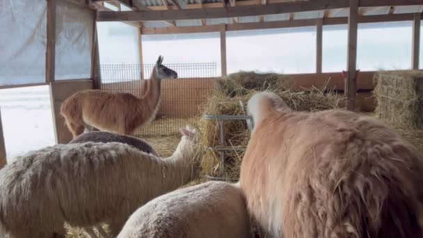 Group Llamas Eating Hay Barn Llamas Different Sizes Colors Some — Vídeos de Stock
