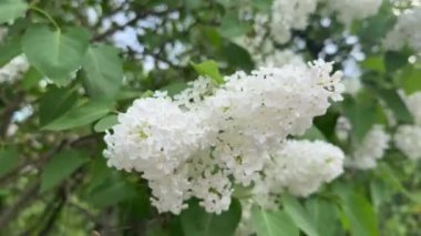 Yeşil yapraklı beyaz bir leylak, rüzgarda uçuyor..