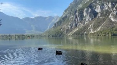 Üç ördek bir gölde yüzüyor. Su sakin ve gökyüzü berrak. Huzurlu ve huzurlu bir sahne..