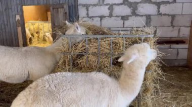 Bir grup lama bir ağılda saman yiyor. Lamalardan biri kameraya bakıyor..