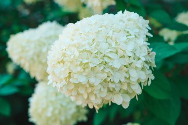 Yeşil yapraklı beyaz bir hortensia çiçeği, yakın plan..