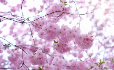 Resmin odak noktası, üzerinde pembe sakura çiçekleri olan güzel bir ağaç. Kapat..