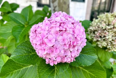 Yeşil saplı pembe bir ortanca çiçeği bir yaprağın üzerindedir. Çiçek diğer çiçeklerle çevrilidir.