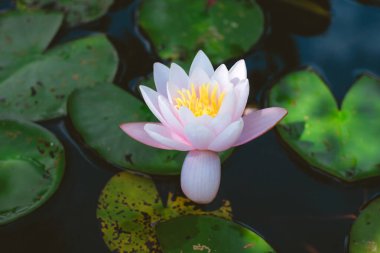 Tek bir pembe çiçek bir gölette yüzüyor. Çiçek yeşil yapraklarla çevrilidir ve su sakindir. Huzur ve barış kavramı