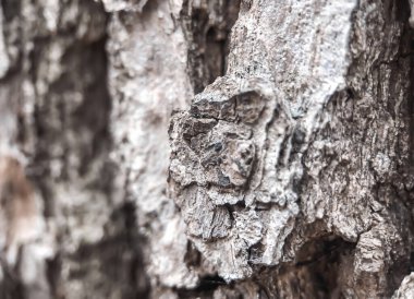 Kaba ağaç kabuğu dokusuna yakın çekim. Karmaşık doğal desenler, çatlaklar ve toprak tonlarıyla. Özgeçmiş, doğa temaları ve organik dokular için mükemmel..