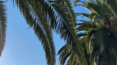 Yaprakları güneşe doğru yayılmış bir palmiye ağacı. Gökyüzü mavi ve berrak. Palmiye ağacı tropikal bir yerde.