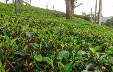 Güneş ışığıyla aydınlatılmış bir çiftlikte taze çay yapraklarının yakın çekimi. Canlı yeşil yapraklar, doğa, bitki çayı, organik tarım ve sürdürülebilir tarım konuları için ideal..