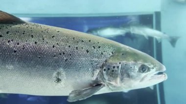 Akvaryumda bir balık yüzüyor. Balık gümüş renginde ve siyah benekleri var. Akvaryumda başka balıklar da var.