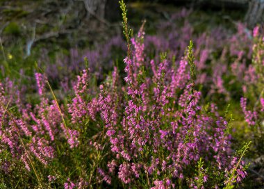Güneşli bir orman çayırında açan mor kenevir çiçeklerinin yakın görüntüsü. Canlı çiçekler ve yumuşak yeşil yapraklar, mevsimsel ve botanik için mükemmel, huzurlu ve renkli bir doğal manzara yaratır.