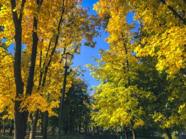 Parlak bir sonbahar sahnesinde, açık mavi gökyüzüne karşı ağaçların arasından canlı sarı yaprakları seyrediyor. Renkli yapraklar arasında klasik bir sokak lambası duruyor. Güneşli Sonbahar Günü konsepti.
