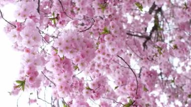 Çiçek açmış güzel pembe kiraz çiçekleri. Parlak bir gökyüzüne karşı narin çiçek kümelerine yakından bakıyor. Baharın, yenilenmenin ve doğal güzelliğin sembolü. Çiçekli arka plan. Dikey.