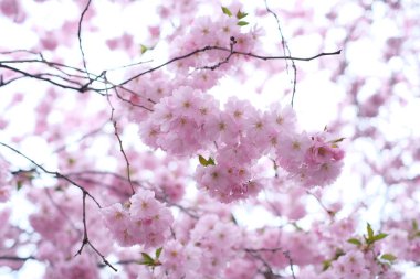 Yoğun pembe çiçek kümeleriyle dolu tam çiçek açan kiraz ağacı rüya gibi ve canlı bir bahar manzarası yaratıyor. Doğa, güzellik, yenilenme ve mevsimsel değişim temaları için ideal.