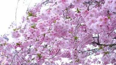 Çiçek açmış güzel pembe kiraz çiçekleri. Parlak bir gökyüzüne karşı narin çiçek kümelerine yakından bakıyor. Baharın, yenilenmenin ve doğal güzelliğin sembolü. Çiçek arka planı.