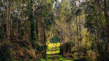 Uzun ağaçlar ve yemyeşil yemyeşil ağaçlarla çevrili, yumuşak güneş ışığıyla aydınlatılmış huzurlu orman yolu. Doğa yürüyüşü, doğa macerası ya da eko-turizm kavramları için mükemmel bir yol..