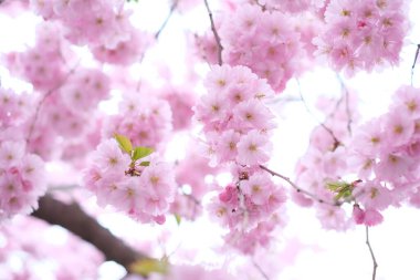 Yoğun pembe çiçek kümeleriyle dolu tam çiçek açan kiraz ağacı rüya gibi ve canlı bir bahar manzarası yaratıyor. Doğa, güzellik, yenilenme ve mevsimsel değişim temaları için ideal.
