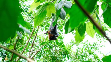 Uçan tilki yarasası yemyeşil yapraklarla çevrili bir ağaç dalında baş aşağı asılı duruyor. Doğal ortamda tropik vahşi yaşam sahnesi, doğa, yağmur ormanı ve hayvan davranışları için mükemmel..