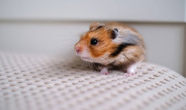 Kahverengi, siyah ve beyaz tonlarında tüylü şirin bir Suriye hamsterı desenli bej bir yüzey üzerinde tetikte bekliyor. Bu sevimli kemirgen ev ortamında yakalandı, temalar için mükemmel.