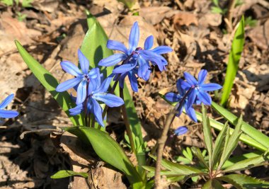 Baharın ilk saatlerinde açan parlak mavi scilla çiçekleri. Kuru yapraklar ve taze yeşil filizlerle çevrili. Vahşi orman bitkilerinin narin güzelliklerini gösteren yakın plan bir fotoğraf.