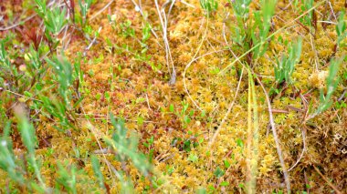 Yeşil sulak arazi bitkileriyle karışmış, sarı ve turuncu renklerde canlı sphagnum yosunları olan bereketli bir turba bataklık yüzeyinin yakın görüntüsü. Yazın kuzey bataklık ekosisteminin doğal dokusu.