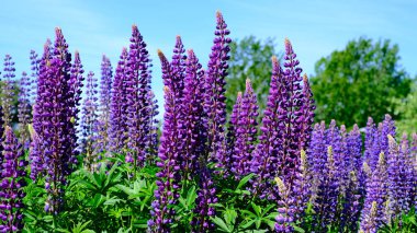 Güneşli bir bahar gününde yakalanan canlı bir lupin tarlası. Uzun mor ve menekşe çiçekleri, yeşil ağaçların ve mavi gökyüzünün bulanık arka planına karşı durarak, barışçıl bir hava yaratıyor.
