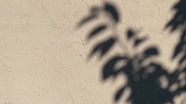 Yumuşak güneş ışığı altında, bej kaplama bir duvarın üzerine dökülen tropikal bitki yapraklarının estetik gölgesi. Kompozisyon, tasarım, yaşam tarzı ya da yaşam tarzı için mükemmel sakin, minimalist ve doğal bir arkaplan oluşturur.