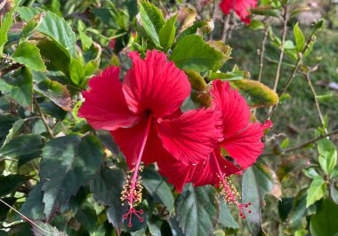 Yeşillik yeşilliklerle çevrili canlı kırmızı amber çiçekleri. Parlak yapraklar ve uzun erkeklik organları bu tropikal bitkiyi güzelliğin, doğanın ve