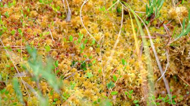 Yeşil sulak arazi bitkileriyle karışmış, sarı ve turuncu renklerde canlı sphagnum yosunları olan bereketli bir turba bataklık yüzeyinin yakın görüntüsü. Yazın kuzey bataklık ekosisteminin doğal dokusu.