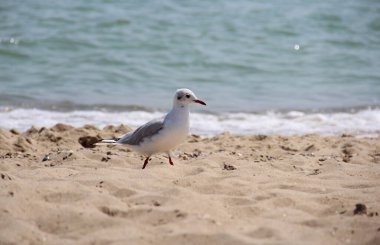 Arkasında okyanus olan kumlu bir sahilde yürüyen martı. Sakin dalgalar ve yumuşak ışık doğal cazibeyle dolu huzurlu bir yaz sahnesi yaratır..