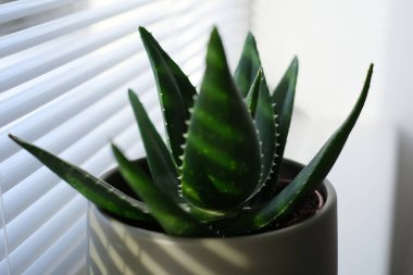 Gri bir saksıdaki yeşil bir aloe vera bitkisine yakın plan, beyaz perdeli bir pencere tarafından yerleştirilmiş. Doğal ışık, dikenli yaprakları ve sulu yaprakların canlı rengini vurgular..