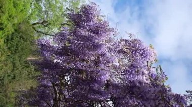 Canlı mor salkım çiçeklerinden oluşan güzel salkım salkımları dağınık bulutlarla dolu açık mavi bir gökyüzüne doğru çiçek açıyor. Şelale açan çiçekler yemyeşil, hayalperest ve romantik bir ortam yaratır.