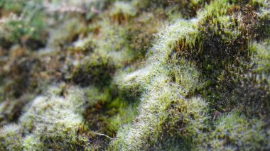 Orman zemininde yetişen yemyeşil yosunların yakın görüntüsü karmaşık dokuları, nemi ve narin iplikleri ortaya çıkarıyor. Ormanaltı ormanlarının doğal güzelliğini ve yaşam alanlarının mikro ekosistemini yakalar.