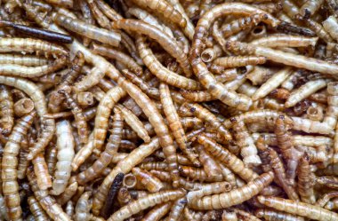 Genellikle sürüngenler, kuşlar ve egzotik hayvanlar için yüksek proteinli yem olarak kullanılan kurutulmuş kurtçukların yakın çekim makro görüntüsü ve insan tüketimi için sürdürülebilir bir protein kaynağı olarak popülerlik kazanmak