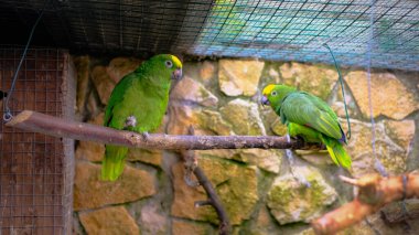 İki canlı yeşil Amazon papağanı, sarı başlı ve taştan arka planı olan bir kuş kafesinin içindeki bir dala tünemiş. Kuşlar karşı karşıya, doğal ve samimi bir yaban hayatı yaratıyorlar.