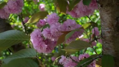 Narin pembe kiraz çiçeklerinin yakın plan görüntüsü baharda bir ağaç dalında çiçek açıyor. Yeşillik yeşili ve güneş ışığı canlı, doğal bir zemin oluşturur. Doğa, botanik ve...