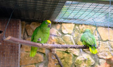 İki yeşil başlı Amazon papağanı kuşhanenin içindeki bir dala tünemiş. Bir kuş doğrudan kameraya bakar ve bir hayvanat bahçesinde tutsak tutulan bu egzotik tropikal türün güzel bir portresini yaratır..