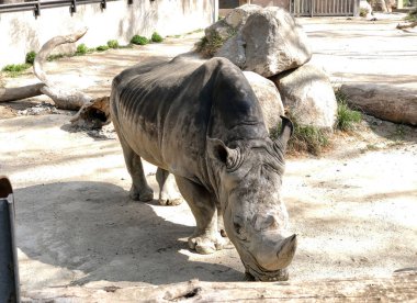 Hayvanat bahçesindeki muhteşem beyaz gergedan, Ceratotherium simülasyonu. Büyük, güçlü bir memeli ve nesli tükenmekte olan bir tür. Vahşi yaşamı koruma, hayvan koruma ve zoolojik parklar kavramı.