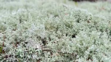 Yakından bakınca, gür, gri ren geyiği yosunu Cladonia Rangiferina 'nın orman zeminini kaplayarak yumuşak, desenli bir halı oluşturduğu görülüyor. Yosunların karmaşık, dallanan yapısı açıkça...