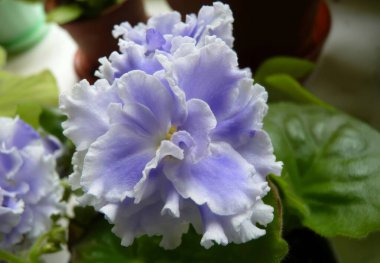 Canlı bir Afrika menekşesi çiçeğinin yakın plan fotoğrafı narin, dalgalı taç yapraklarıyla açık mor ve beyaz kenarların güzel bir gradyanını gösteriyor. Çiçek, arka planının bir zeminine karşı koyulur.