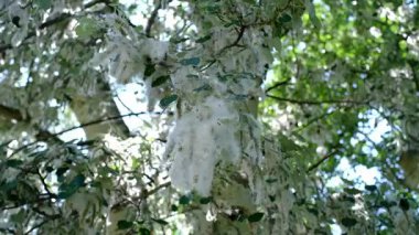 Kabarık beyaz pamuk benzeri tohum kümeleriyle kaplı, arka planda bulanık yeşil yapraklar ve parlak bir gökyüzü olan bir ağaç dalının ayrıntılı yakın çekimi. Görüntü tohumların mevsimsel salınımını temsil ediyor.