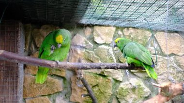 İki güzel, canlı yeşil papağanın büyüleyici görüntüsü, muhtemelen sarı başlı Amazon papağanları, kuşhanelerindeki bir dala tünemiş. Bir papağan kendini gösterirken diğeri izliyor.