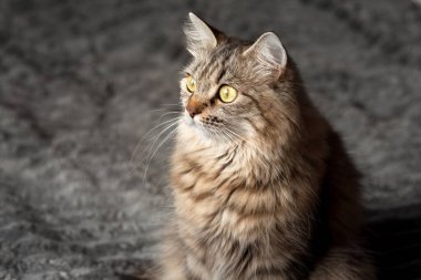 Tüylü bir tekir kedi gri bir battaniyeye oturur ve büyük sarı-yeşil gözleriyle bakar..