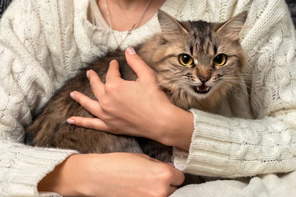 stock image Frightened cat in the hands of the owner. A girl is holding a fluffy tabby cat that growls and hisses