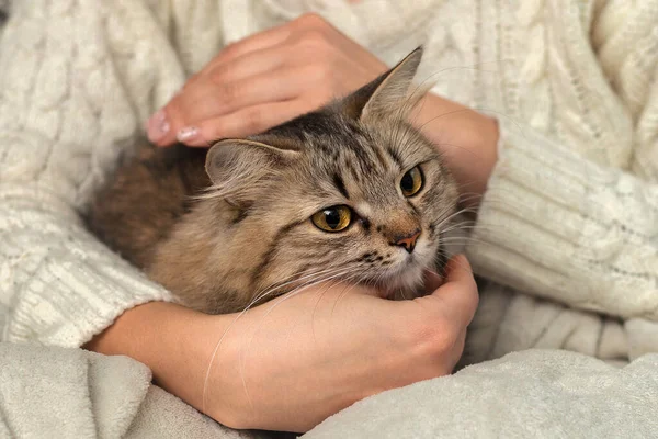 Die Katze Ist Den Händen Des Besitzers Ein Mädchen Streichelt — Stockfoto