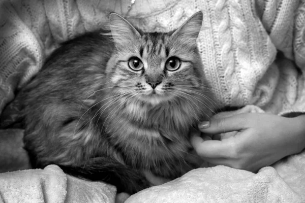 Kot Jest Ramionach Właściciela Dziewczyna Trzyma Puszystego Kotka Czarno Białe — Zdjęcie stockowe