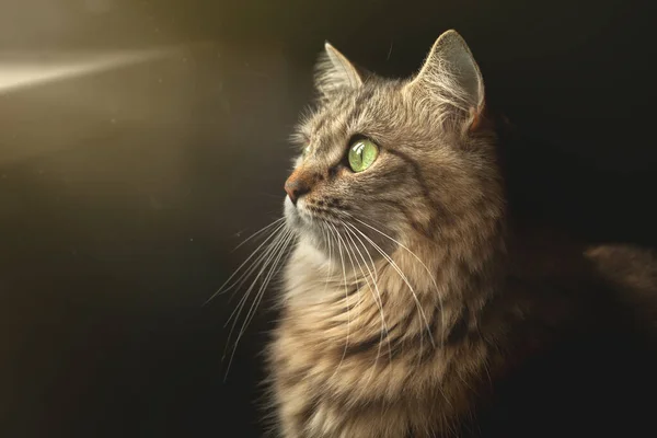 Egy Bolyhos Csíkos Macska Egy Sötét Háttérben Nap Sugarai Alatt — Stock Fotó